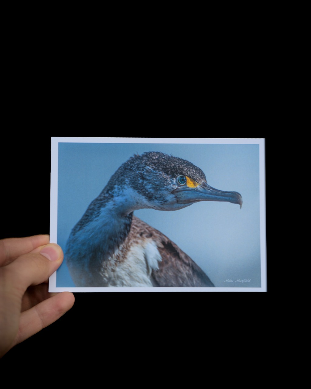 Juvenile Pied Shag Wildlife Postcard - New Zealand Bird Photography